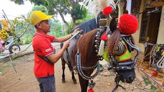 Kuda Delman 💥 BEGINI TO Persiapan Pak Usir Sebelum Pemberangkatan ke Pangkalan Alun² Kajen [upl. by Adeirf114]