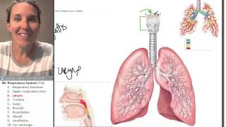 Respiratory system 3 Larynx [upl. by Haret115]