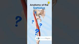 Sartorius Anatomy physicaltherapy physiotheraphy sartorius anatomy [upl. by Siddon]