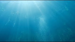 Barracuda Lake Phenomenon philippines diving [upl. by Deste41]