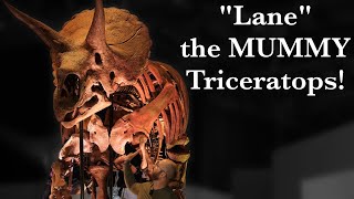 How Lane the quotmummyquot Triceratops completely changed what we know about dinosaurs [upl. by Munro125]