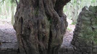 Old YEW TREE Taxus baccata in Leigh Woods UK [upl. by Krall]