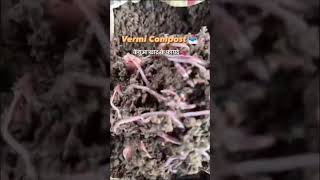 केचुआ खाद के फायदे  Benefits Of Vermi Compost By Shree Shubh Agro amp Organics Khalghat MP shorts [upl. by Monahon238]