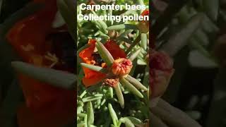 Demonstration video made from our Splice app tutorial “carpenter bees collecting pollen” [upl. by Amitie142]