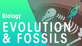 Fossils amp Evidence For Evolution  Evolution  Biology  FuseSchool [upl. by Nnylrac346]