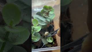 Ep 3 chromatopelma cyaneopubescens pt 2 [upl. by Akinar]