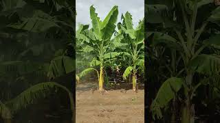 Banana plants  Fungicides Spraying banana fruit farming bananafarming satisfying shorts [upl. by Jeffie]