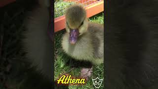 Cute Baby Goose Peeping One Day Old geese gosling babygoose [upl. by Nessim]