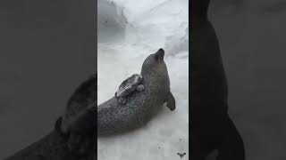 Seal repeatedly slaps its belly shorts [upl. by Tillinger]