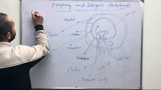 Pregnancy and Embryonic Development  Human Reproduction Neet biology [upl. by Balkin]