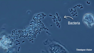 Immune Cells Eating Bacteria Phagocytosis [upl. by Carothers]