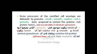 Epidermis 12  keratinocyte 11 cornified cell envelope part 3 [upl. by Zulema]