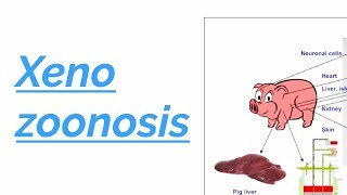 What is XENOZOONOSIS  definition  explanation  hindi  english [upl. by Yanehs]