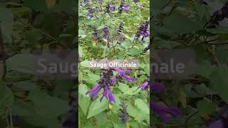 sauge officinale asmr naturelover shorts [upl. by Amoreta906]