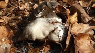 Hygrophorus marzuolus [upl. by Sliwa]