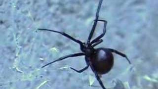 Black Widow Spider Close up [upl. by Laurin209]