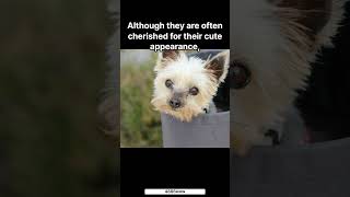 What is a Yorkshire Terrier yorkshireterrier dog pets education knowledge learning study [upl. by Arat]