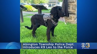 Abington Township Police Department Introduces New K9 To Force [upl. by Ayotal]