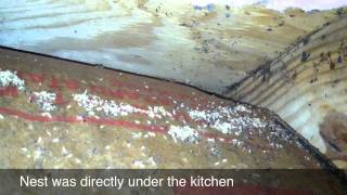 Odorous House Ants Under Insulation [upl. by Swan]