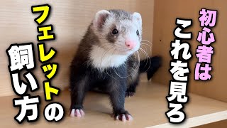 【フェレット初心者へ】フェレットの飼い方【基礎知識】 [upl. by Aramad]