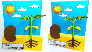 seed germination working model  tlm  biology project  diy  science project academy [upl. by Stephenson]