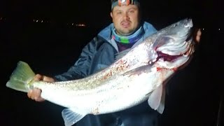 Short 03  Catching BIG kabeljou in Langebaan lagoon  Boat Fishing KOB [upl. by Alda]