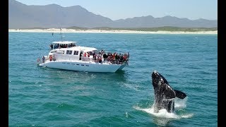 Whale Watching in South Africa  Southern Right Charters [upl. by Nillok]