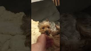 yorkshire terrier cute fypシ゚viral sleep [upl. by Rocca340]