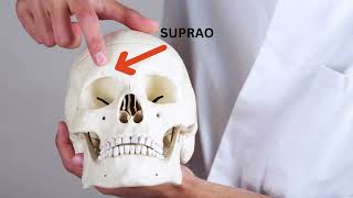 HUMAN SKULL BONES FORAMENS STRUCTURES AND SUTURES bones anatomy education biologyinformation [upl. by Caleb]