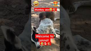 Jann funny monkeyvideo monkeybabylove doglover animals petowner labradoretriever monkeyshort [upl. by Ettenil]