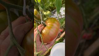 MASSIVE Pink Brandywine tomato 🍅 [upl. by Idrahs570]