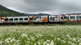 20241008 秋蕎麦の花が咲く宇和盆地をアンパンマン列車が駆け抜ける 〜愛媛県西予市〜 [upl. by Chyou]