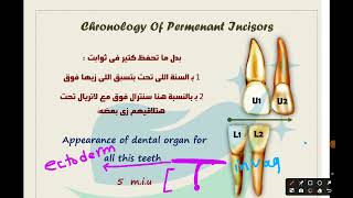 سكيمة Chronology For All Anterior Permeant Teeth 💯 [upl. by Sulohcin]