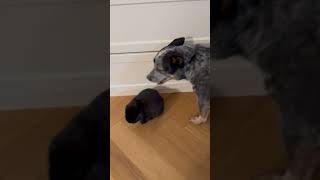 reunited after 5 days apart dog bunny blueheeler rabbit cattledog [upl. by Anitaf661]