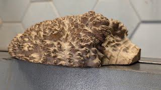 Turning a Hedgehog Burl From Rough mallee to Perfect Pie [upl. by Zolly]