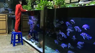 Feeding Frontosa Cichlids in Massive Frontosa Aquarium [upl. by Ynotna]