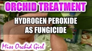 Using hydrogen peroxide with Orchids  Non toxic fungicide [upl. by Ettenil]