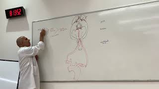 Vertebrobasilar system Neuroanatomy 28 [upl. by Gnehs]