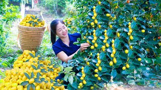 Harvest Oleaster Goes To Market Sell  Harvesting and Cooking  Lý Hương Song [upl. by Inman]