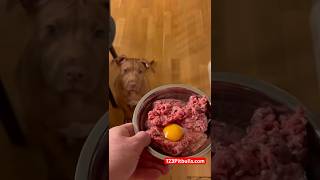 Best pitbull Puppy diet “ Red Nose Pitbull puppies More than a common pitbulll“ 123Pitbullscom [upl. by Eenehs]