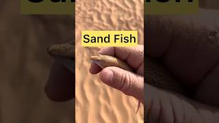 Sand Fish sandfish desert extreme predator [upl. by Dorcy427]