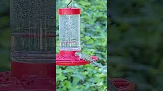 Allens Hummingbird Olive at the Hummingbird Feeder hummingbirdfeeders allenshummingbird [upl. by Boice821]