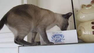 blue point siamese meowing [upl. by Akihc110]