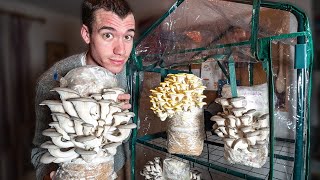 How to grow mushrooms at home  Full process day 1 to 60 [upl. by Steep]