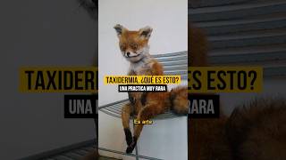 🫣 Algo muy oscuro la taxidermia datos perturbador curioso taxidermy bizarro [upl. by Selinda677]