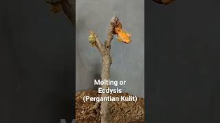 MoltingEcdysisPergantian Kulit [upl. by Aydin]