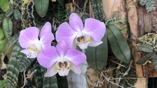 桃紅色的蝴蝶蘭 原生種蝴蝶蘭 桑德蝴蝶蘭 Phalaenopsis sanderiana [upl. by Sower917]