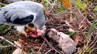 Blackwinged kite Birds try to pick mice and feed the three little babies [upl. by Ezalb]