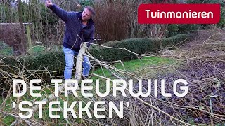 De wilg stekken Huh  Plantenkennis  Tuinmanieren [upl. by Keisling14]