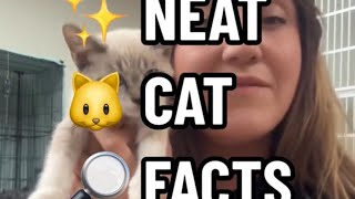 Neat Cat Facts  Nystagmus [upl. by Cordalia]